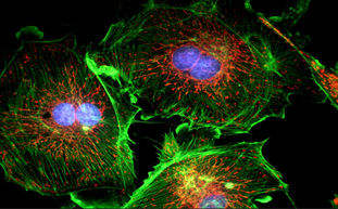 顯微觀察之顯微熒光觀察