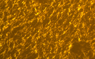 熒光顯微鏡應(yīng)用于瀝青觀察檢測