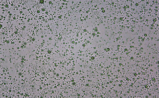 乳液鏡檢--顆粒度分析方案