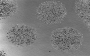 “類器官”技術(shù)的崛起，是對動物模型的一種傾軋嗎？